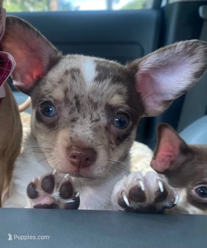 MOJO (CKC REGISTERED) – Chihuahua puppy for sale in Marietta, MS