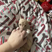 juice ckc reg, a male Chihuahua for sale in Marietta, MS – Photo 8 of 10