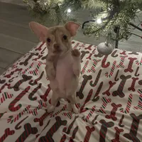 juice ckc reg, a male Chihuahua for sale in Marietta, MS – Photo 1 of 10