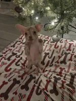 juice ckc reg, a male Chihuahua for sale in Marietta, MS – Photo 1 of 10