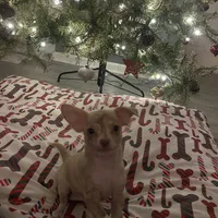 juice ckc reg, a male Chihuahua for sale in Marietta, MS – Photo 2 of 10