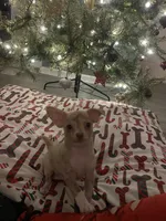 juice ckc reg, a male Chihuahua for sale in Marietta, MS – Photo 2 of 10