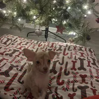 juice ckc reg, a male Chihuahua for sale in Marietta, MS – Photo 6 of 10