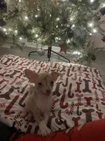 juice ckc reg, a male Chihuahua for sale in Marietta, MS – Photo 6 of 10