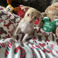 juice ckc reg, a male Chihuahua for sale in Marietta, MS – Photo 9 of 10