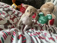 juice ckc reg, a male Chihuahua for sale in Marietta, MS – Photo 9 of 10