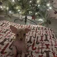 juice ckc reg, a male Chihuahua for sale in Marietta, MS – Photo 5 of 10