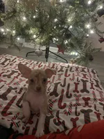 juice ckc reg, a male Chihuahua for sale in Marietta, MS – Photo 5 of 10