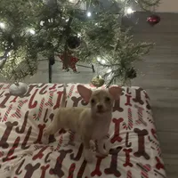 juice ckc reg, a male Chihuahua for sale in Marietta, MS – Photo 3 of 10