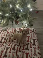 juice ckc reg, a male Chihuahua for sale in Marietta, MS – Photo 3 of 10