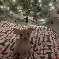 juice ckc reg, a male Chihuahua for sale in Marietta, MS – Photo 4 of 10