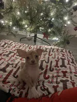 juice ckc reg, a male Chihuahua for sale in Marietta, MS – Photo 4 of 10