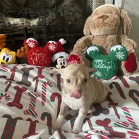 juice ckc reg, a male Chihuahua for sale in Marietta, MS – Photo 10 of 10