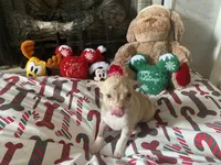 juice ckc reg, a male Chihuahua for sale in Marietta, MS – Photo 10 of 10