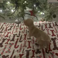 juice ckc reg, a male Chihuahua for sale in Marietta, MS – Photo 7 of 10