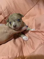 LILY (CKC REGISTERED), a female Chihuahua for sale in Marietta, MS – 7 of 10