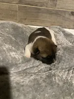 akc champion female 1 , a female Akita for sale in Marietta, MS – 6 of 9