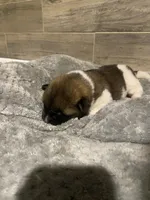 akc champion female 1 , a female Akita for sale in Marietta, MS – 3 of 9