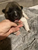 akc champion female 1 , a female Akita for sale in Marietta, MS – 4 of 9
