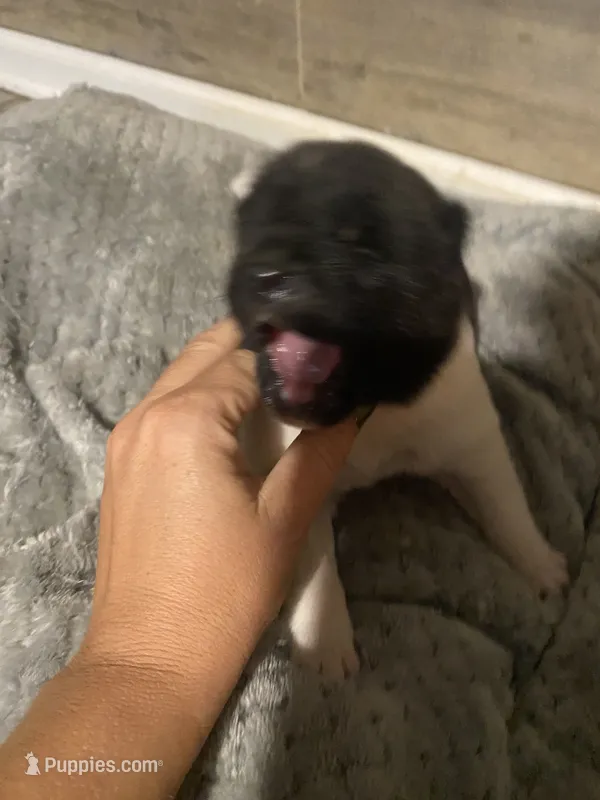 male  – Akita puppy on hold in Marietta, MS