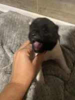 male , a female Akita for sale in Marietta, MS – 1 of 9