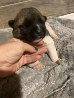 akc champion female 1 , a female Akita for sale in Marietta, MS – 2 of 9