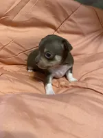 TYSON (CKC REGISTERED), a male Chihuahua for sale in Marietta, MS – 3 of 8