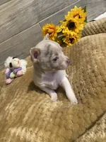 ELSA, a female Chihuahua for sale in Marietta, MS – 3 of 6