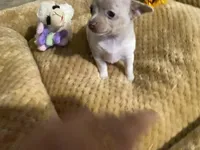 ELSA, a female Chihuahua for sale in Marietta, MS – 6 of 6