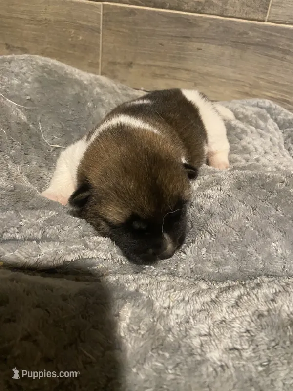akc champion female 1  – Akita puppy for sale in Marietta, MS