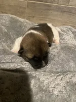 akc champion female 1 , a female Akita for sale in Marietta, MS – 1 of 9