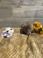 PIPER , a female Chihuahua for sale in Marietta, MS – 6 of 6