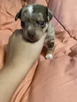 MOJO (CKC REGISTERED), a male Chihuahua for sale in Marietta, MS – 2 of 8