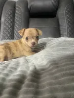 LILLY (CKC REGISTERED), a female Chihuahua for sale in Marietta, MS – 3 of 8