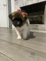 akc champion sired female 2 , a female Akita for sale in Marietta, MS – 5 of 10