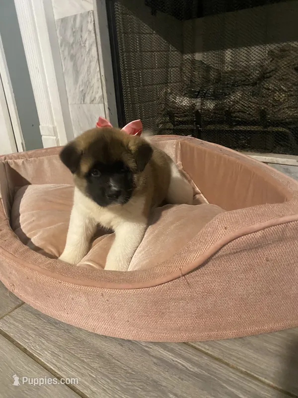 akc champion sired female 2  – Akita puppy for sale in Marietta, MS