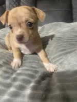 LILLY (CKC REGISTERED), a female Chihuahua for sale in Marietta, MS – 4 of 8