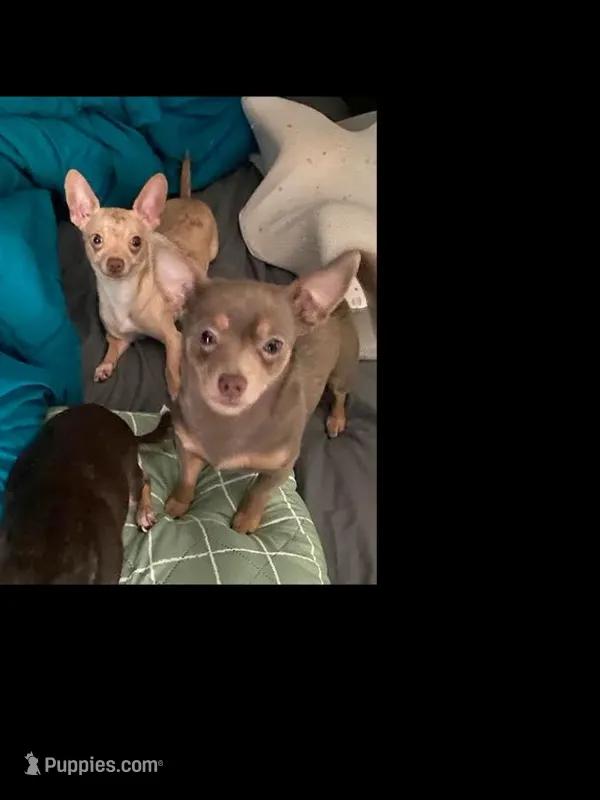 CKC CHI BABIES COMING SOON, a  Chihuahua for sale in Marietta, MS – Photo 1 of 4