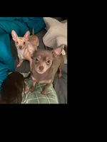 CKC CHI BABIES COMING SOON, a  Chihuahua for sale in Marietta, MS – Photo 1 of 4