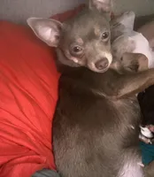 CKC CHI BABIES COMING SOON, a  Chihuahua for sale in Marietta, MS – Photo 4 of 4