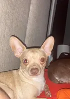 CKC CHI BABIES COMING SOON, a  Chihuahua for sale in Marietta, MS – Photo 2 of 4