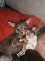 CKC CHI BABIES COMING SOON, a  Chihuahua for sale in Marietta, MS – Photo 3 of 4