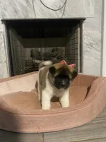 akc champion sired female 2 , a female Akita for sale in Marietta, MS – 7 of 10