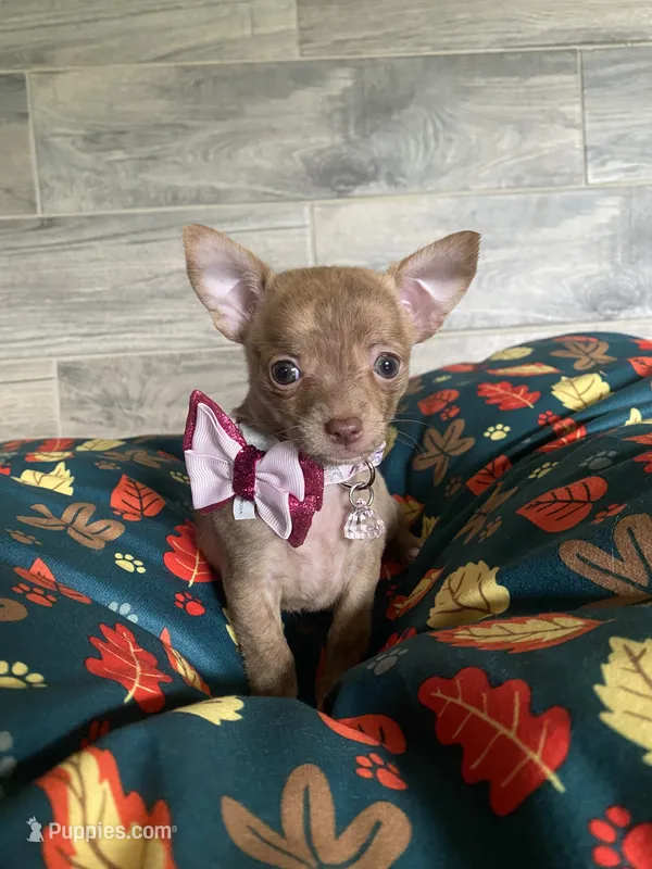 PIPER  – Chihuahua puppy for sale in Marietta, MS