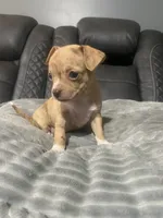 LILLY (CKC REGISTERED), a female Chihuahua for sale in Marietta, MS – 2 of 8