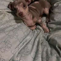 ( CKC REG) BENNY, a male Chihuahua for sale in Marietta, MS – Photo 6 of 6