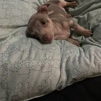 ( CKC REG) BENNY, a male Chihuahua for sale in Marietta, MS – Photo 2 of 6