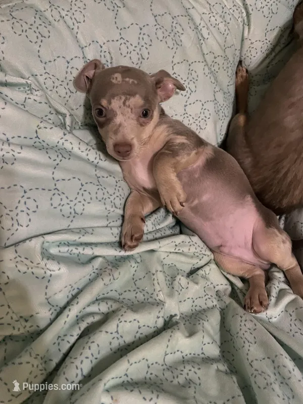 ( CKC REG) BENNY – Chihuahua puppy for sale in Marietta, MS