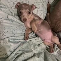 ( CKC REG) BENNY, a male Chihuahua for sale in Marietta, MS – Photo 4 of 6