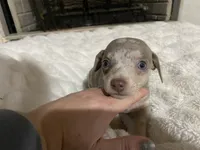 ( CKC REG) BENNY, a male Chihuahua for sale in Marietta, MS – Photo 7 of 8